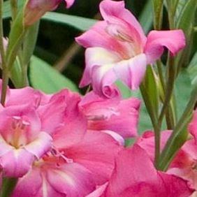Gladiolus Charming Beauty in the GardenTags plant encyclopedia Gladioli Charming Beauty (Tubergenii) in the GardenTags plant encyclopedia