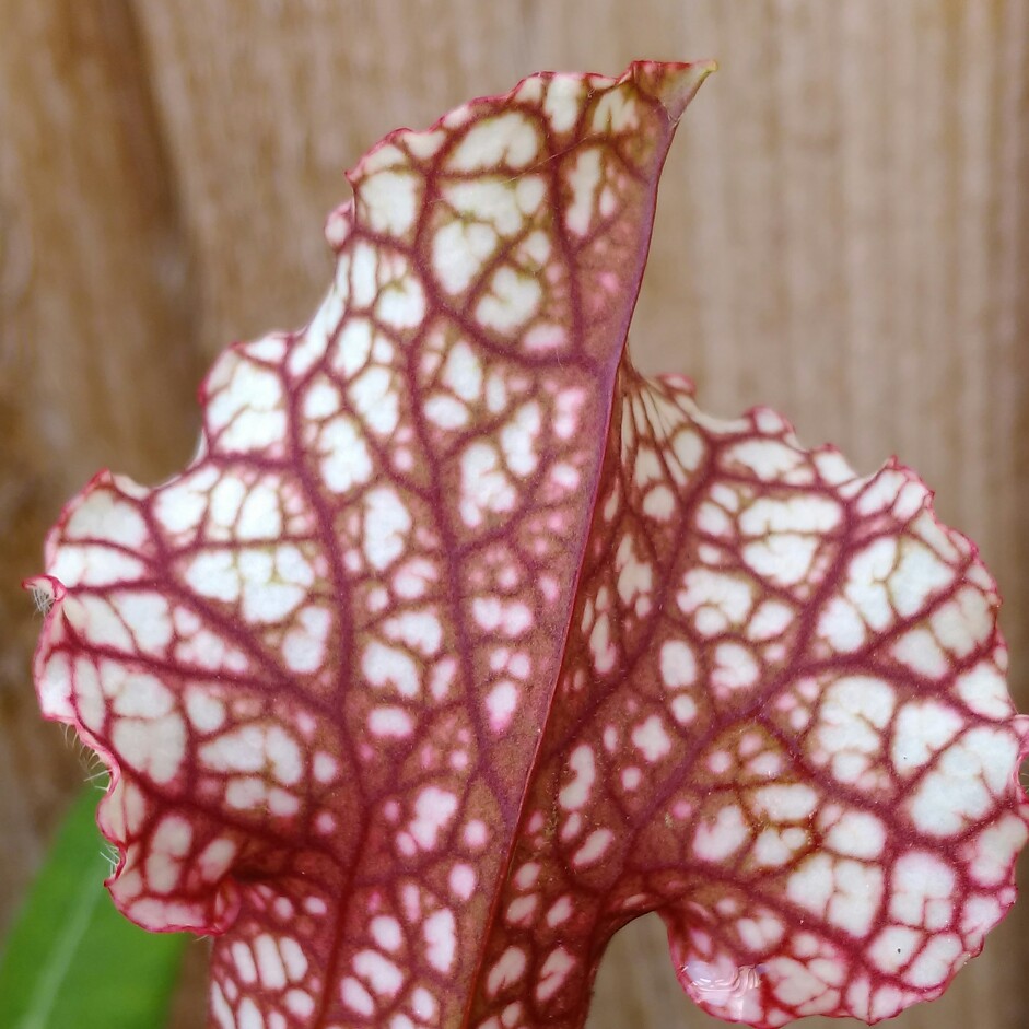 Sarracenia x mitchelliana Mr Purplehaze in the GardenTags plant encyclopedia Pitcher Plant Mr Purplehaze in the GardenTags plant encyclopedia