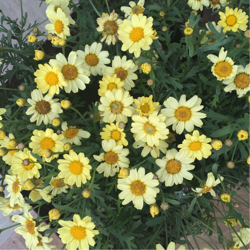 Argyranthemum frutescens Argyelsin in the GardenTags plant encyclopedia Argyranthemum Molimba Yellow in the GardenTags plant encyclopedia