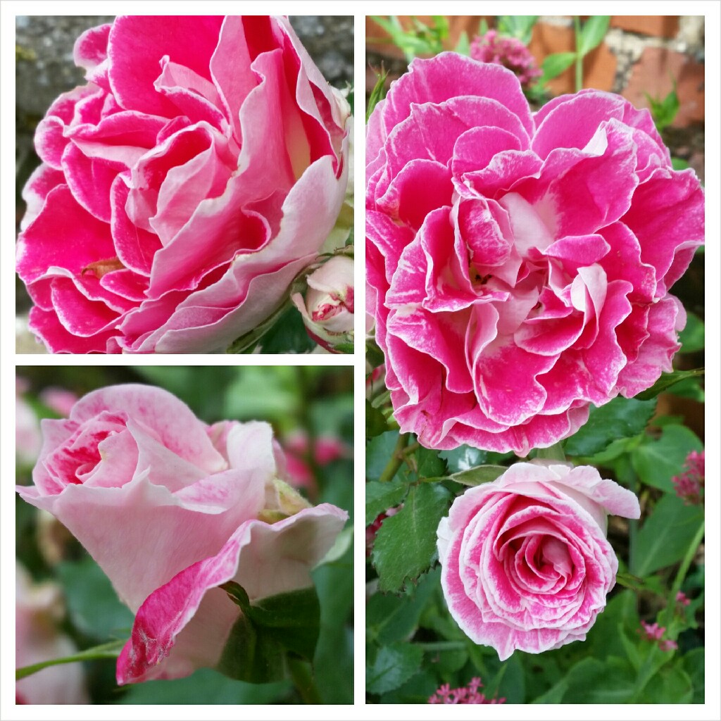 Rosa Regensburg in the GardenTags plant encyclopedia Floribunda Rose Regensburg in the GardenTags plant encyclopedia