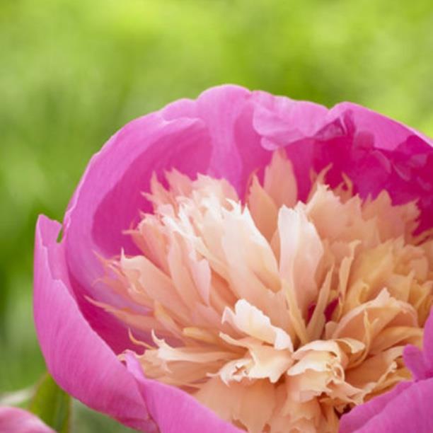 Paeonia lactiflora Bowl of Beauty in the GardenTags plant encyclopedia Peony Bowl of Beauty (Herbaceous) in the GardenTags plant encyclopedia