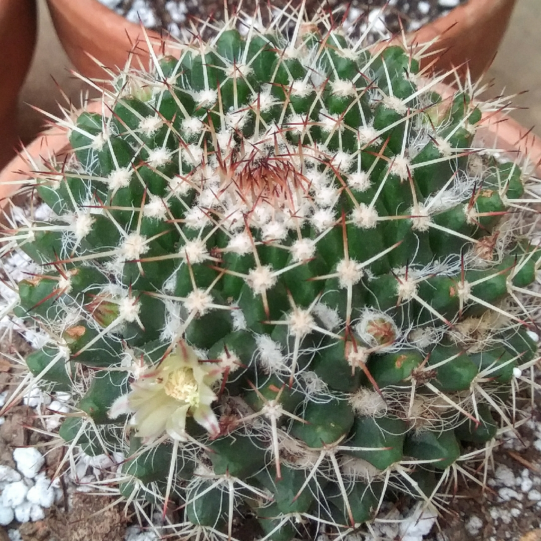 Mammillaria karwinskiana Nejapensis in the GardenTags plant encyclopedia Owl Eye Cactus in the GardenTags plant encyclopedia
