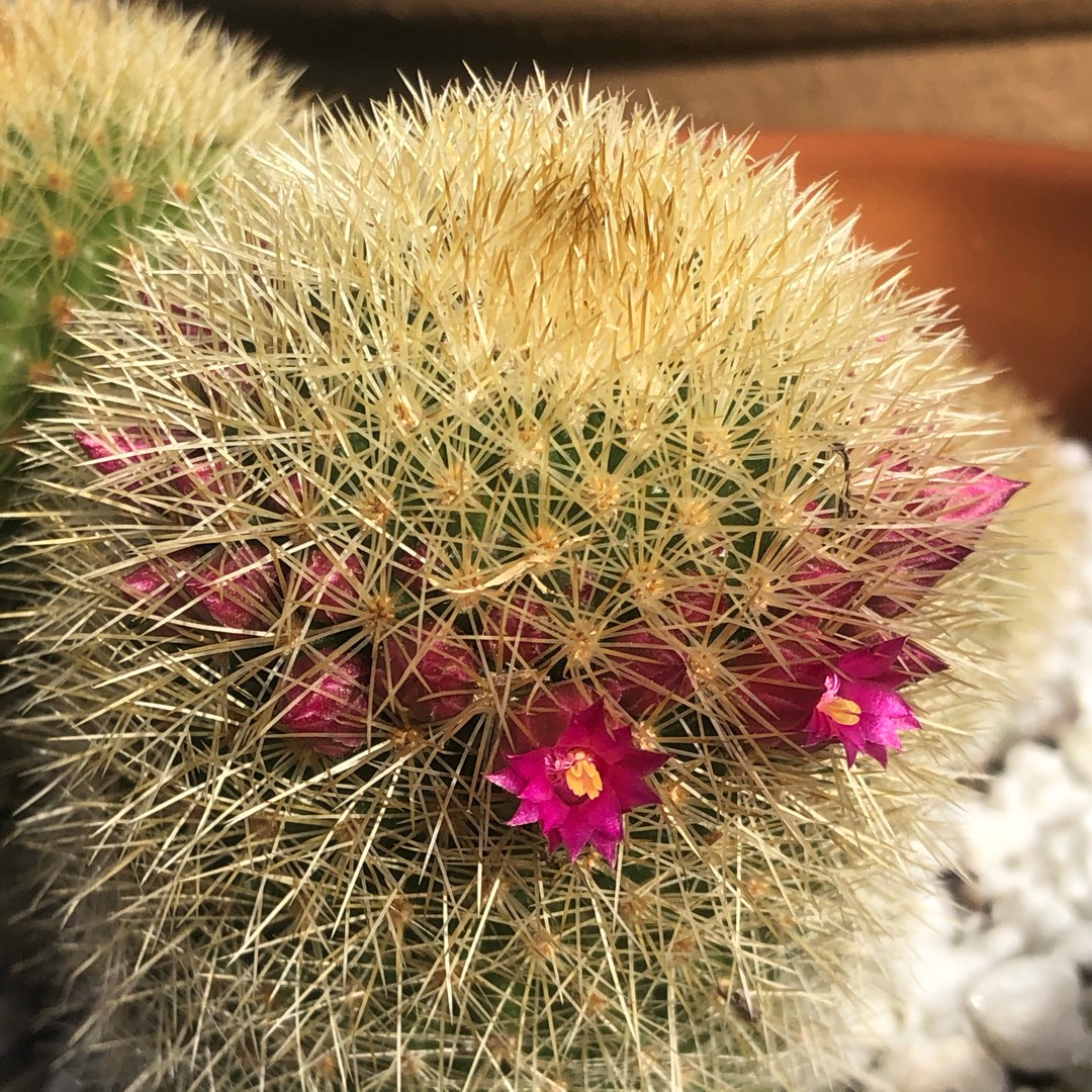 Bristle Brush Cactus in the GardenTags plant encyclopedia