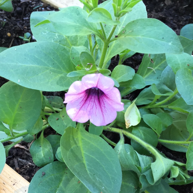 Petunia PAS504993 (Shock Wave Series) syn. Petunia Pink Vein in the GardenTags plant encyclopedia Petunia Pink Vein in the GardenTags plant encyclopedia