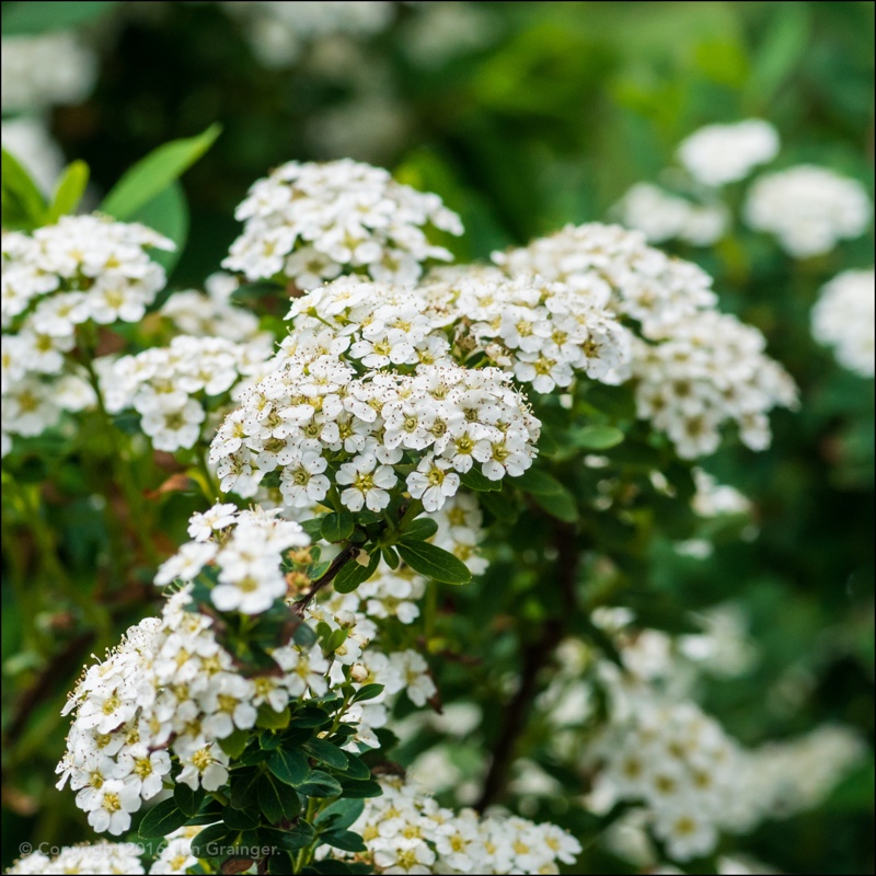 Spiraea in the GardenTags plant encyclopedia Spiraea in the GardenTags plant encyclopedia