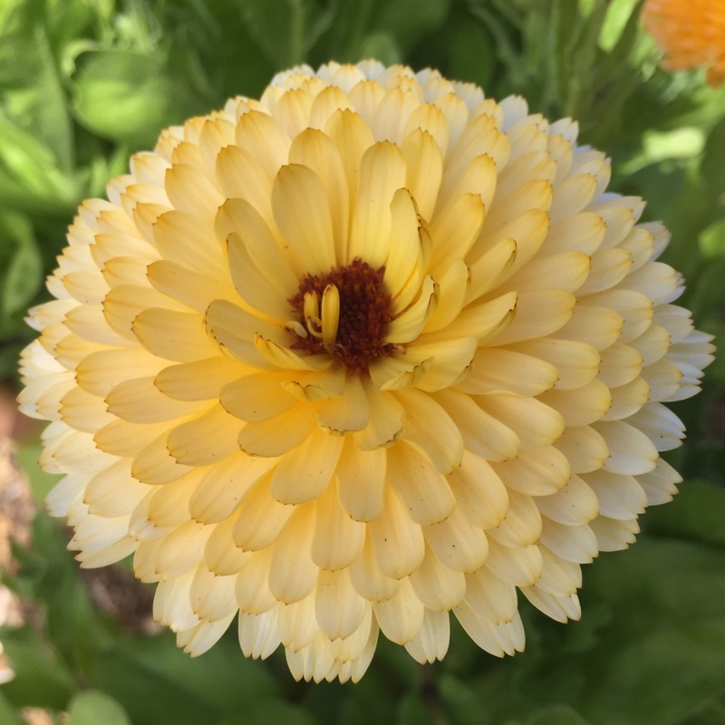 Pot marigold Art shades Mix in the GardenTags plant encyclopedia