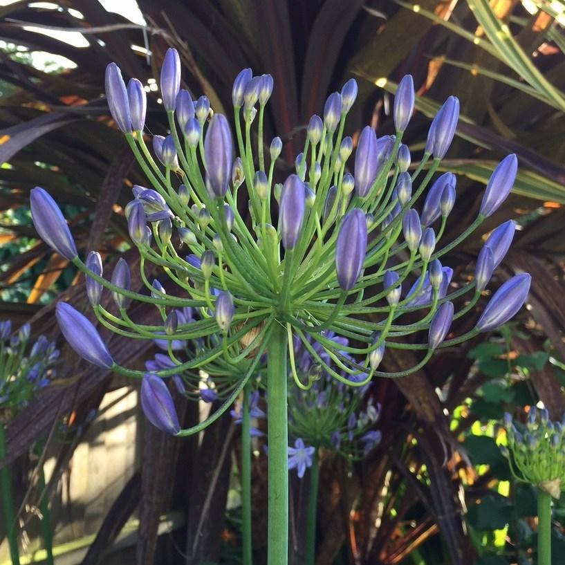 Agapanthus Headbourne Hybrids in the GardenTags plant encyclopedia African Lily Headbourne Hybrids in the GardenTags plant encyclopedia