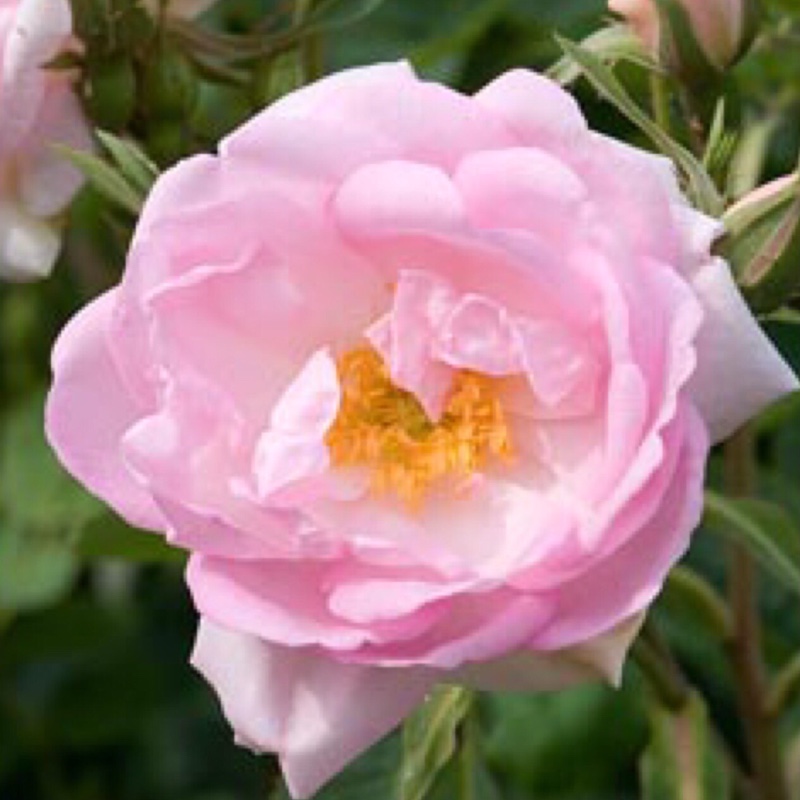 Rosa Celestial in the GardenTags plant encyclopedia Old Rose Celestial in the GardenTags plant encyclopedia