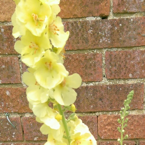 Verbascum hybrida Gainsborough in the GardenTags plant encyclopedia Mullein Gainsborough in the GardenTags plant encyclopedia