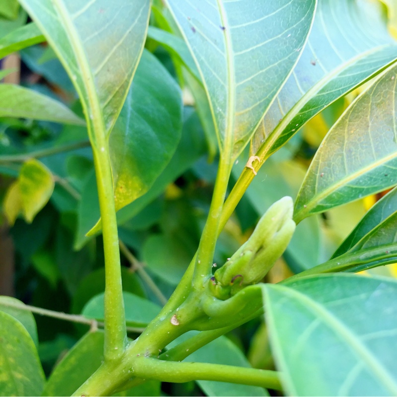Mangifera indica Nam Doc Mai in the GardenTags plant encyclopedia Mango Nam Doc Mai in the GardenTags plant encyclopedia