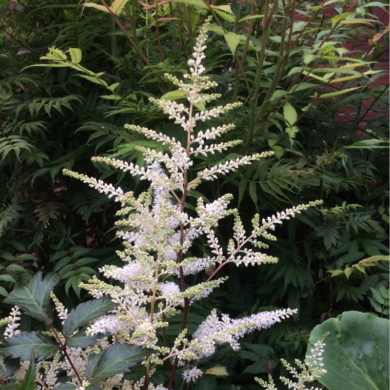 Astilbe japonica Washington in the GardenTags plant encyclopedia False goatsbeard Washington in the GardenTags plant encyclopedia