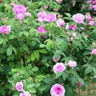 Old Rose Président de Sèze in the GardenTags plant encyclopedia