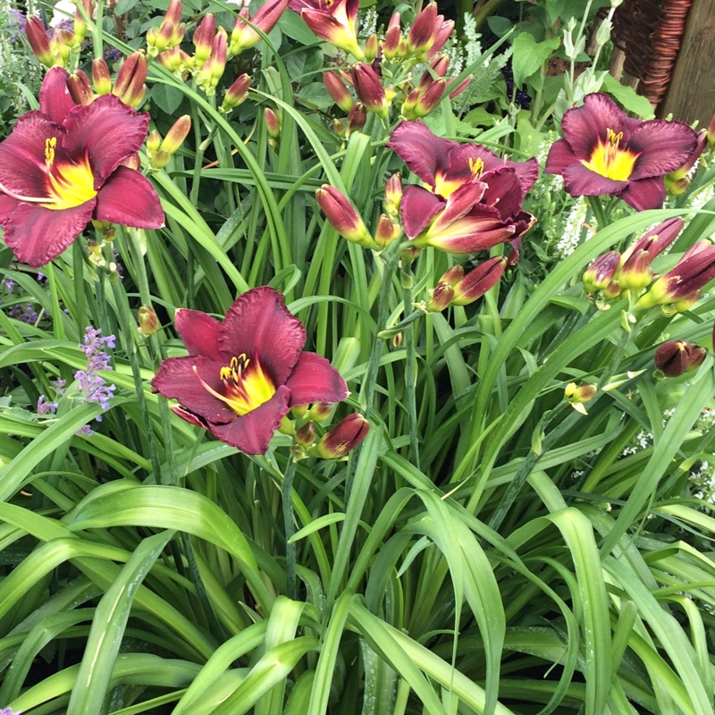 Daylily Bela Lugosi in the GardenTags plant encyclopedia