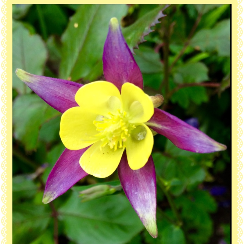 Aquilegia Clementine in the GardenTags plant encyclopedia Columbine Clementine in the GardenTags plant encyclopedia