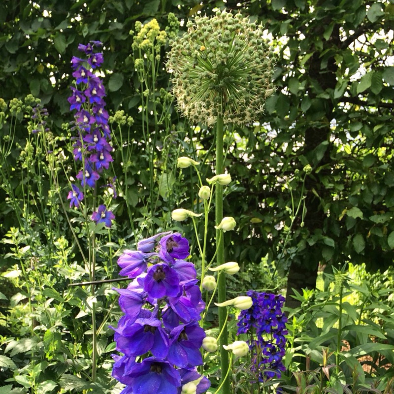 Delphinium Blue Tit in the GardenTags plant encyclopedia Delphinium Blue Tit in the GardenTags plant encyclopedia