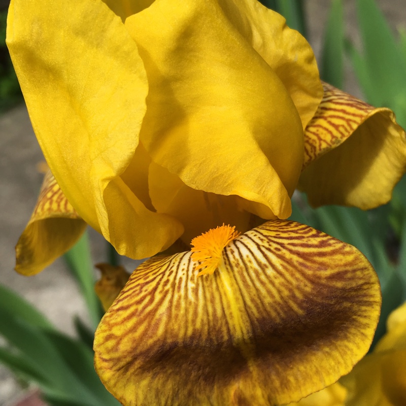 Iris x germanica Lord Warden in the GardenTags plant encyclopedia Bearded Iris Lord Warden (Tall) in the GardenTags plant encyclopedia