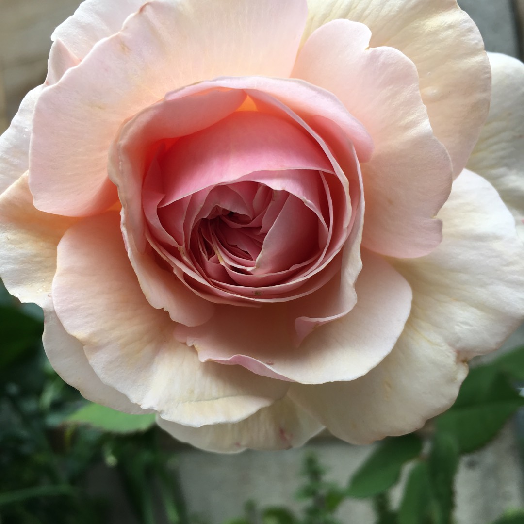 Rose Shropshire Lass in the GardenTags plant encyclopedia