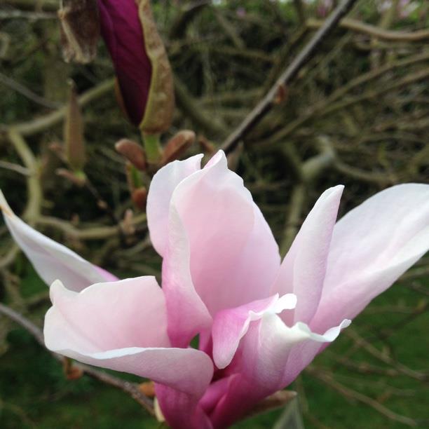 Magnolia Little Girl Hybrids Jane in the GardenTags plant encyclopedia