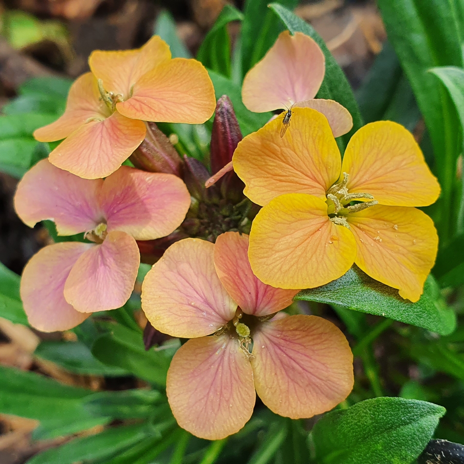 Erysimum Paint Box (Artist Series) syn. Erysimum Artist Paintbox in the GardenTags plant encyclopedia Wallflower Paint Box in the GardenTags plant encyclopedia