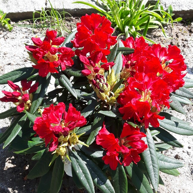 Rhododendron Vulcan in the GardenTags plant encyclopedia Rhododendron Vulcan in the GardenTags plant encyclopedia