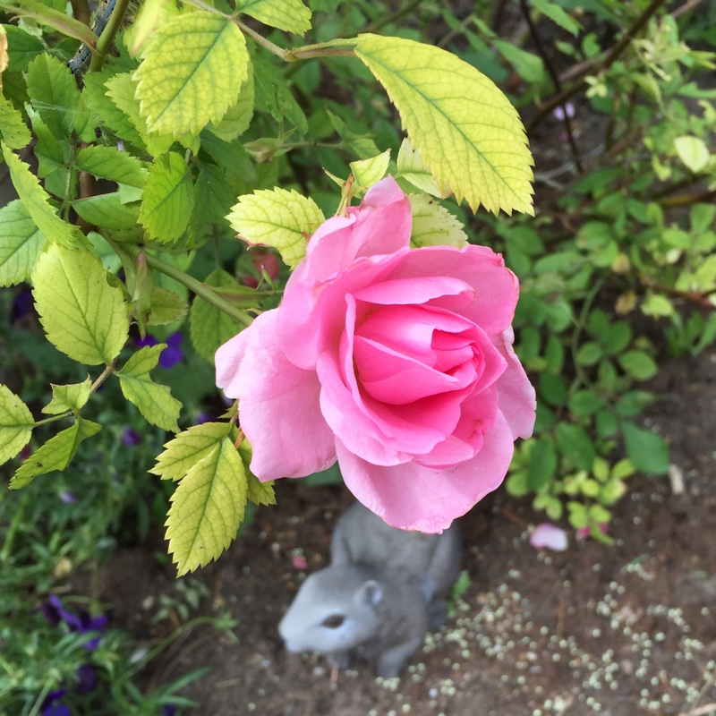 Rosa John Davis - Explorer Series in the GardenTags plant encyclopedia Rose John Davis - Explorer Series in the GardenTags plant encyclopedia