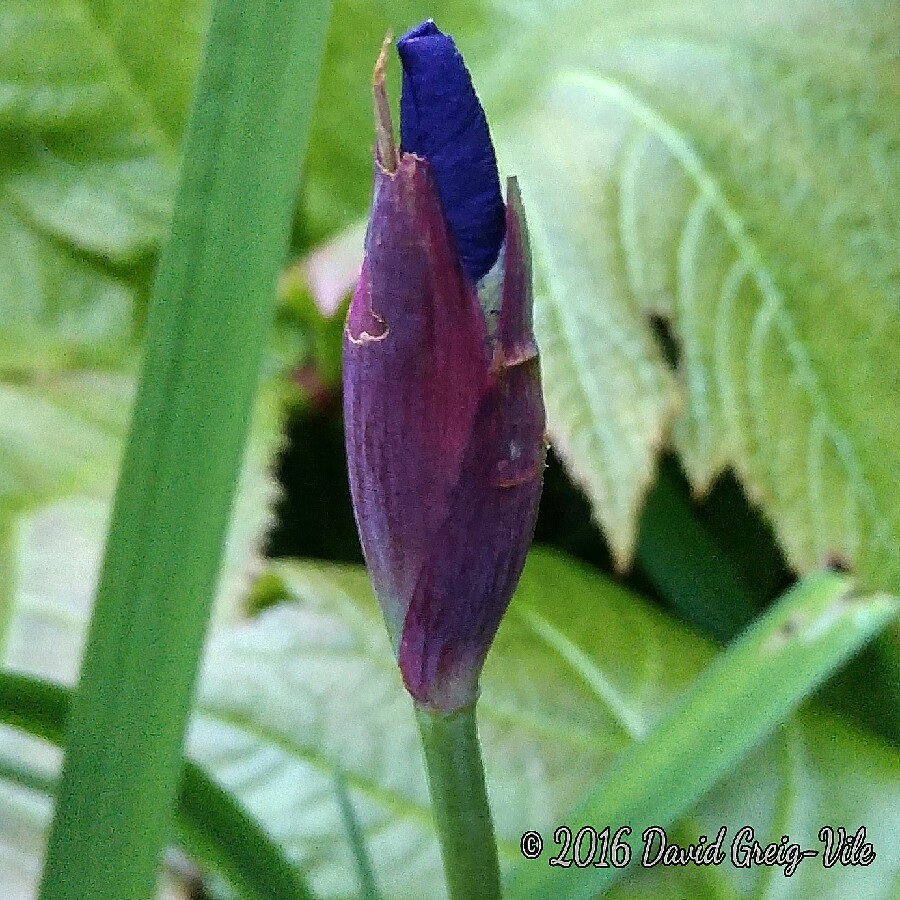 Iris sibirica Blue King in the GardenTags plant encyclopedia Siberian Iris Blue King in the GardenTags plant encyclopedia