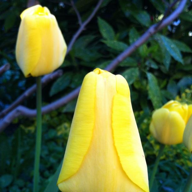 Tulipa Golden Apeldoorn in the GardenTags plant encyclopedia Tulip Golden Apeldoorn (Darwin Hybrid) in the GardenTags plant encyclopedia
