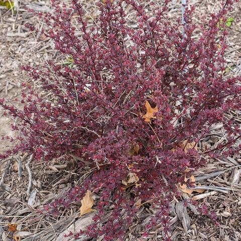 Japanese Barberry Rose Glow in the GardenTags plant encyclopedia