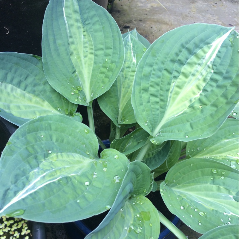 Hosta Striptease in the GardenTags plant encyclopedia Plantain Lily Striptease in the GardenTags plant encyclopedia