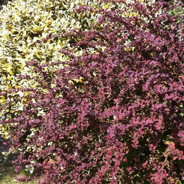 Berberis x ottawensis f. purpurea Superba in the GardenTags plant encyclopedia Barberry Superba in the GardenTags plant encyclopedia