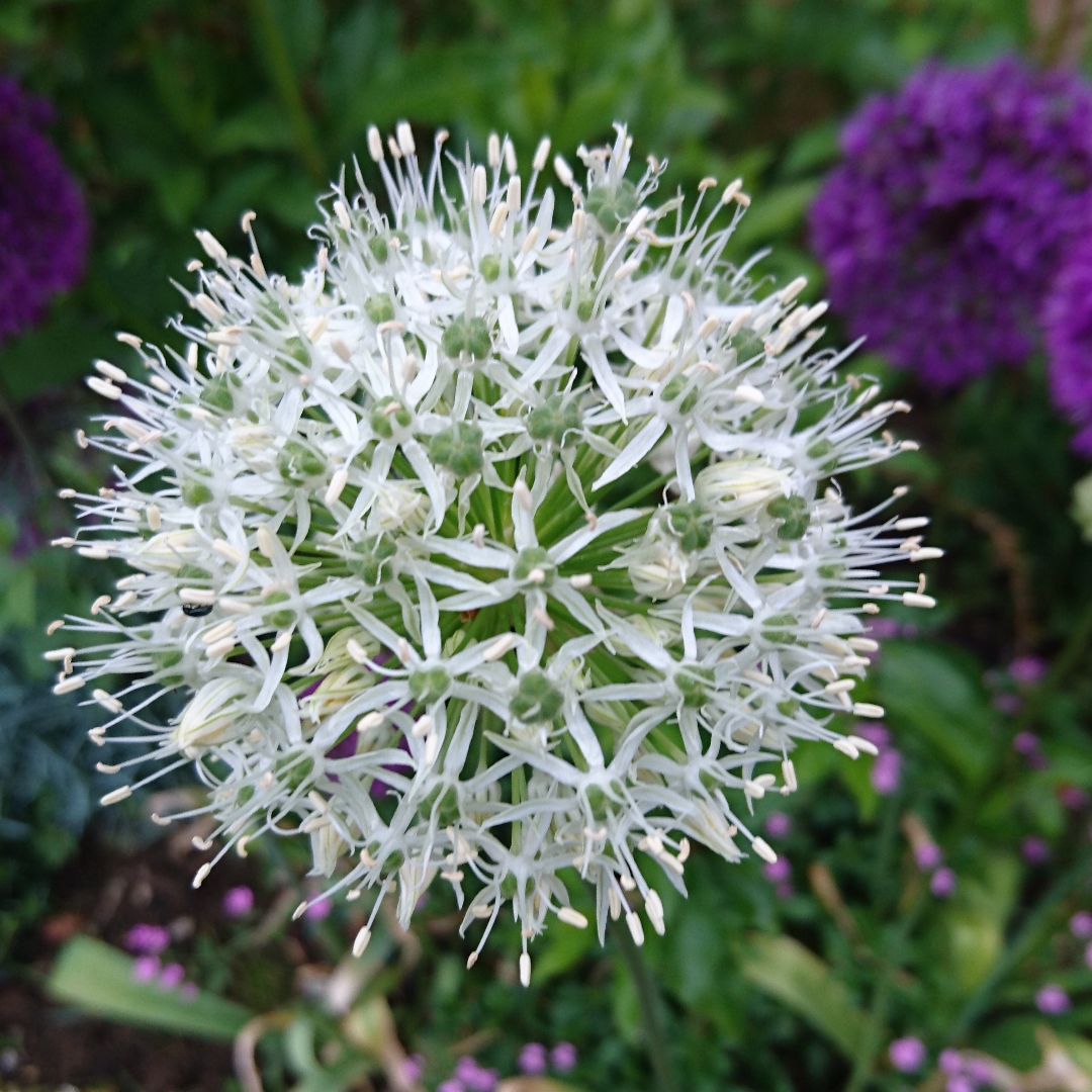 Allium stipitatum Mount Everest in the GardenTags plant encyclopedia Allium Mount Everest in the GardenTags plant encyclopedia
