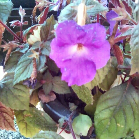 Achimenes in the GardenTags plant encyclopedia Hot Water Plant in the GardenTags plant encyclopedia