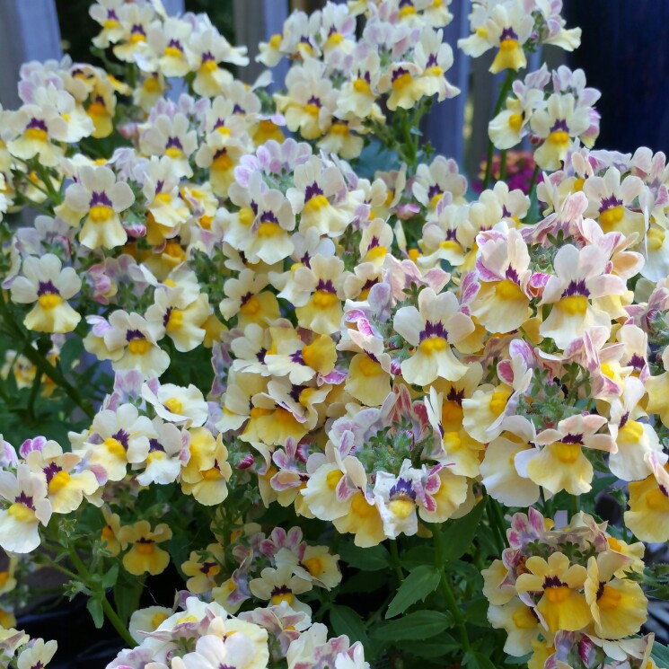 Nemesia Nesia Sunshine in the GardenTags plant encyclopedia Nemesia Nesia Sunshine in the GardenTags plant encyclopedia
