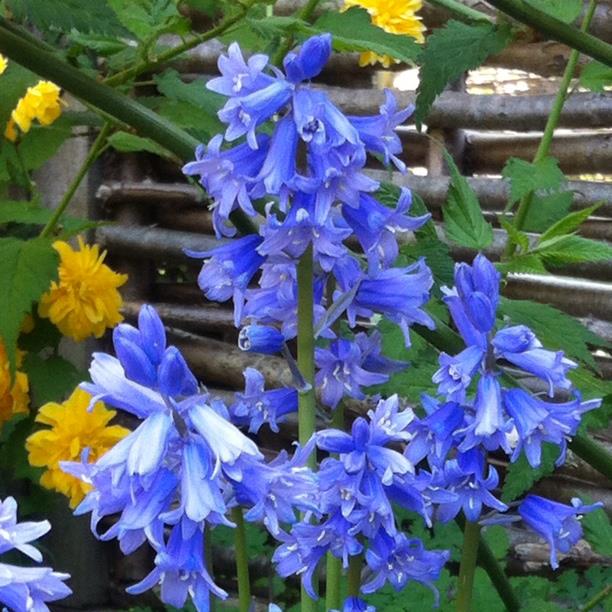 Hybrid Bluebell in the GardenTags plant encyclopedia