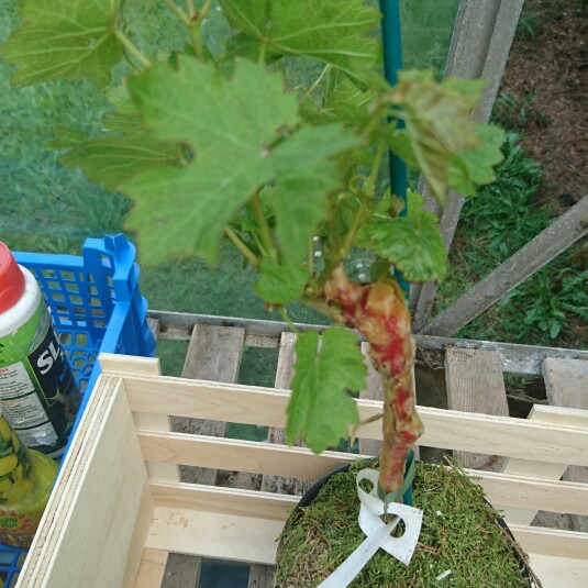 Vitis Vinification Phoenix in the GardenTags plant encyclopedia White Grape Vine /Phoenix in the GardenTags plant encyclopedia