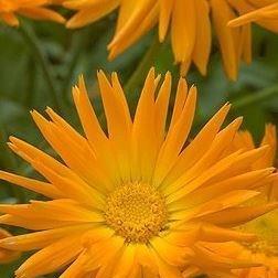 Calendula officinalis Radio in the GardenTags plant encyclopedia Pot Marigold Radio in the GardenTags plant encyclopedia