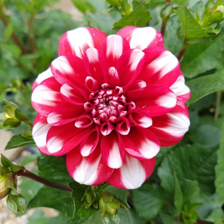 Dahlia Jamaica in the GardenTags plant encyclopedia