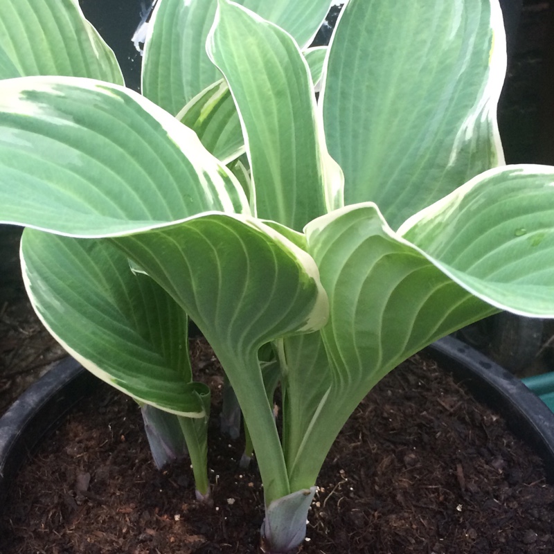Hosta Tom Schmid in the GardenTags plant encyclopedia Plantain Lily Tom Schmid in the GardenTags plant encyclopedia
