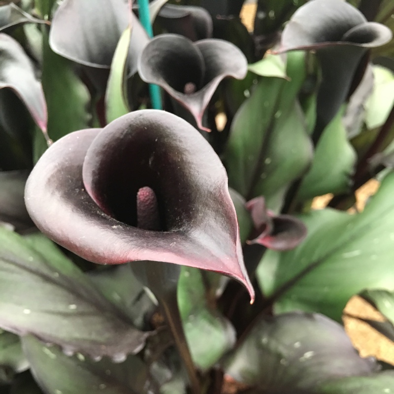 Zantedeschia Memories in the GardenTags plant encyclopedia Calla Lily Memories in the GardenTags plant encyclopedia