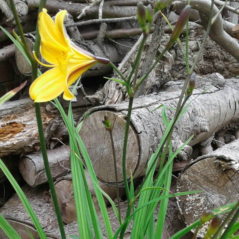 Hemerocallis Golden Chimes in the GardenTags plant encyclopedia Daylily Golden Chimes in the GardenTags plant encyclopedia