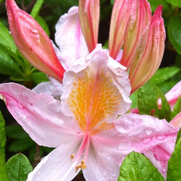 Rhododendron Irene Koster in the GardenTags plant encyclopedia Azalea Irene Koster in the GardenTags plant encyclopedia