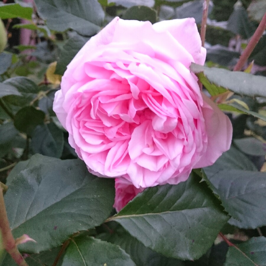 Rosa St Ethelburga in the GardenTags plant encyclopedia Rose St Ethelburga in the GardenTags plant encyclopedia