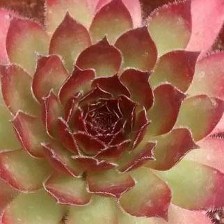 Sempervivum Simply Nightfall in the GardenTags plant encyclopedia Sempervivum Simply Nightfall in the GardenTags plant encyclopedia