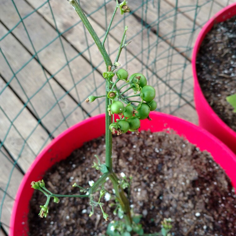 Vaccinium membranaceum syn. Vaccinium myrtilloides in the GardenTags plant encyclopedia Huckleberry in the GardenTags plant encyclopedia