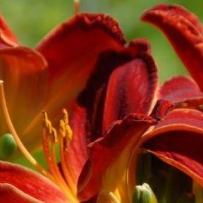 Daylily Berlin Red Velvet in the GardenTags plant encyclopedia