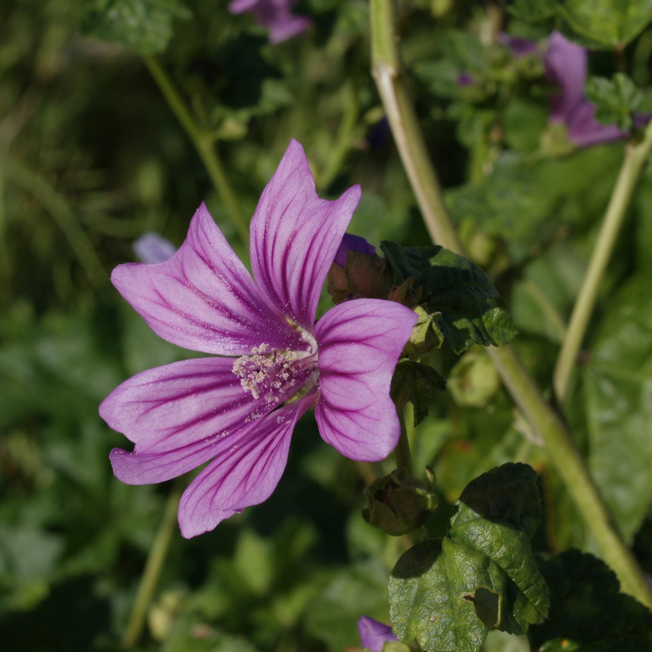 Mallow in the GardenTags plant encyclopedia