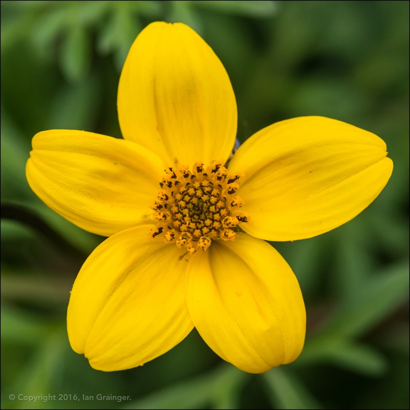 Bidens ferulifolia in the GardenTags plant encyclopedia Beggarticks in the GardenTags plant encyclopedia