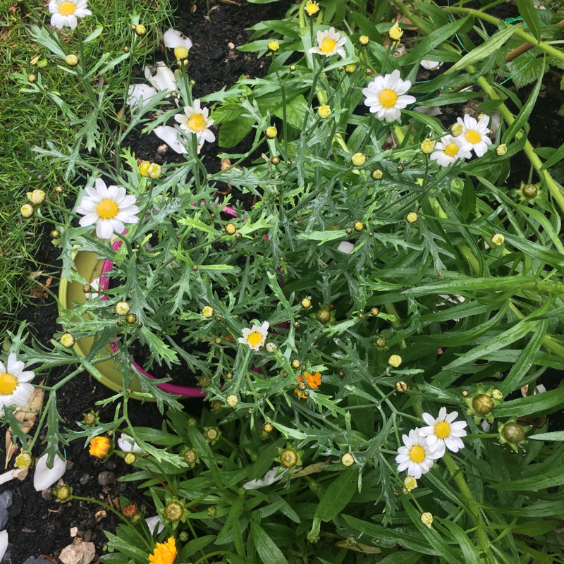 Argyranthemum frutescens in the GardenTags plant encyclopedia Canary Marguerite Daisy in the GardenTags plant encyclopedia