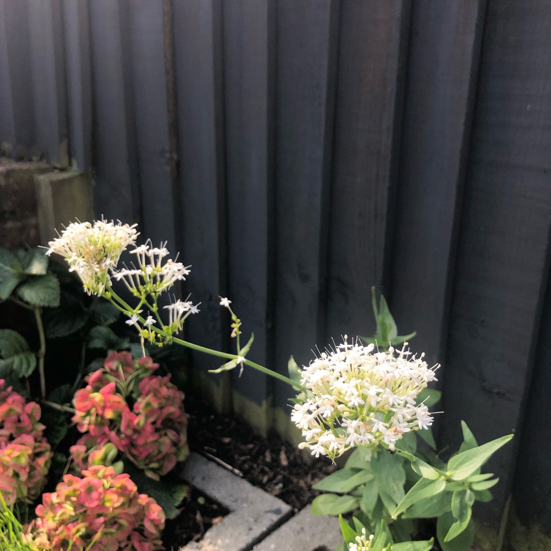 Centranthus ruber Albus in the GardenTags plant encyclopedia White Valerian in the GardenTags plant encyclopedia