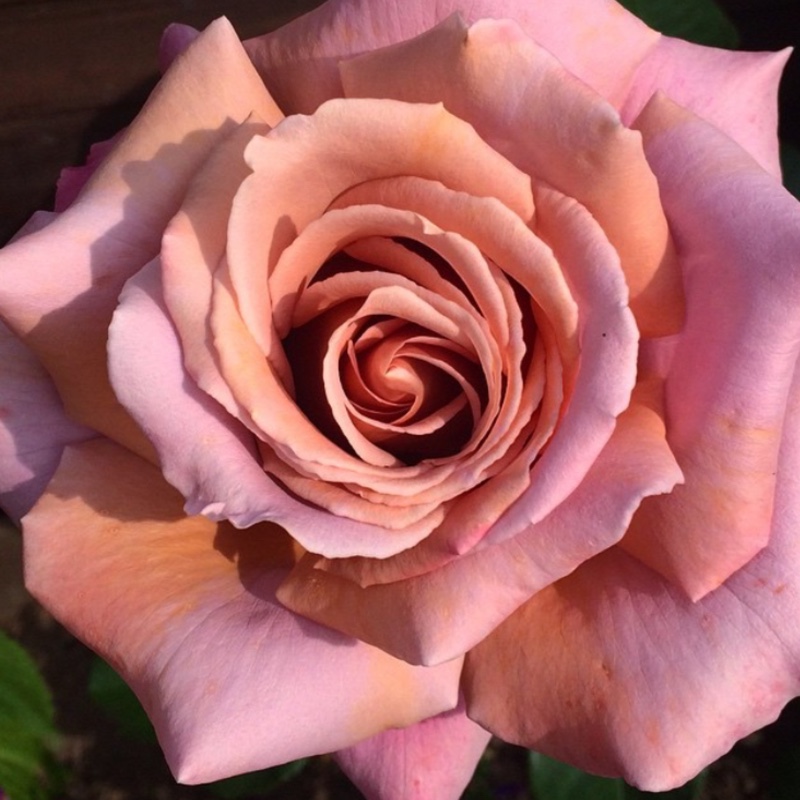 Rosa Simply Gorgeous in the GardenTags plant encyclopedia Hybrid Tea Rose Simply Gorgeous in the GardenTags plant encyclopedia